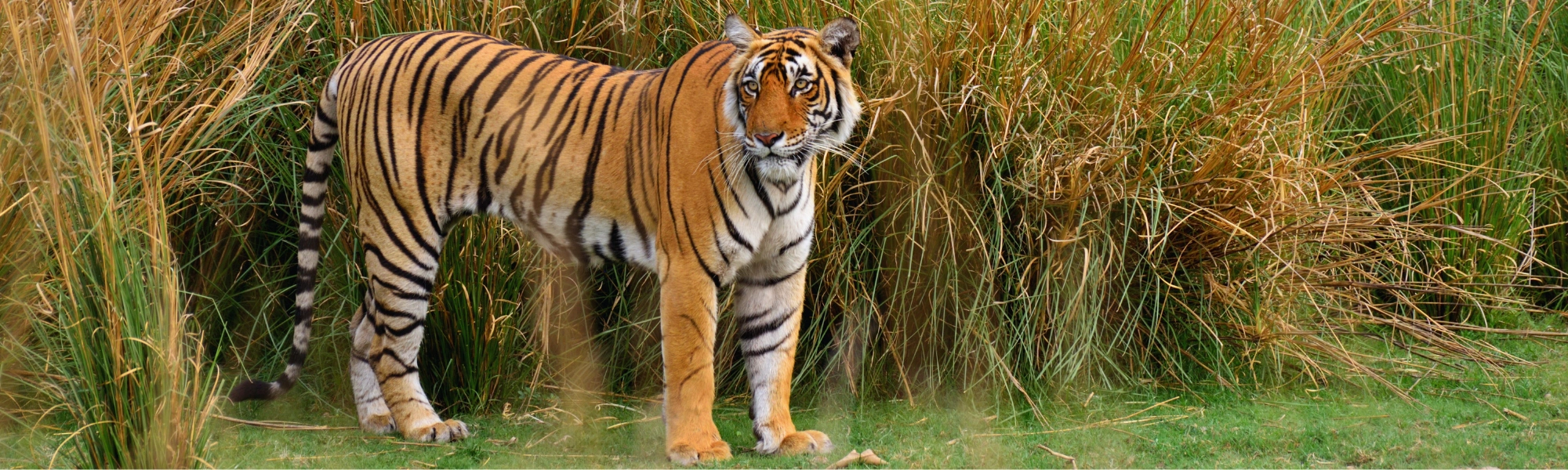 Ranthambore Tour Package